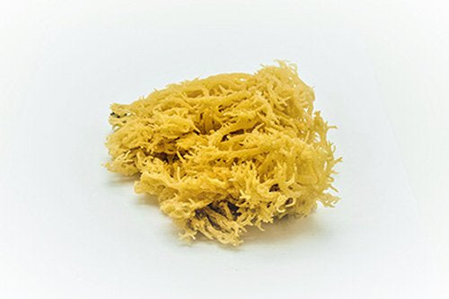 Raw Eucheuma Sea Moss